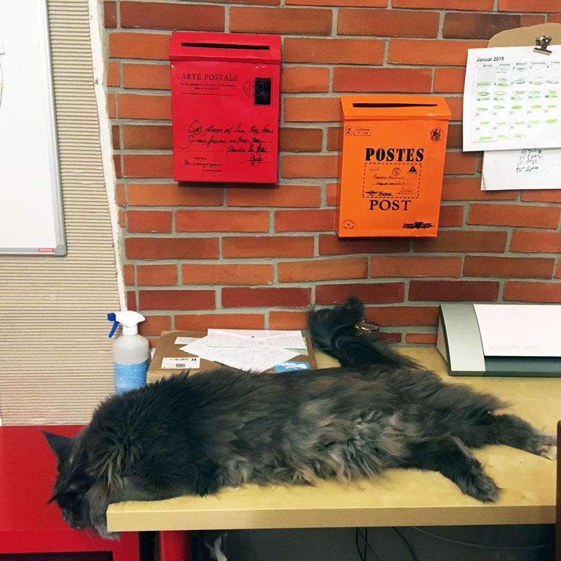 Офисный стул vs кошки? 